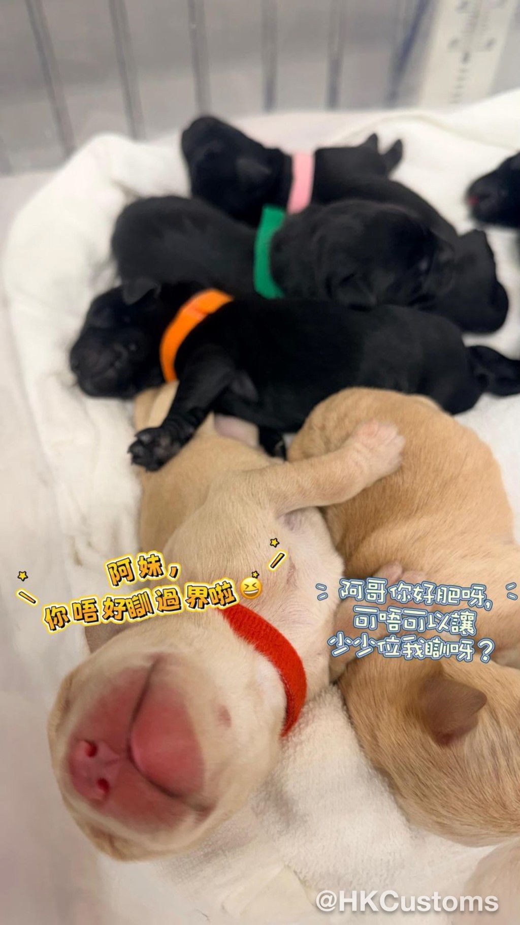 海關將透過社交平台持續分享幼犬成長歷程。 海關將透過社交平台持續分享幼犬成長歷程。