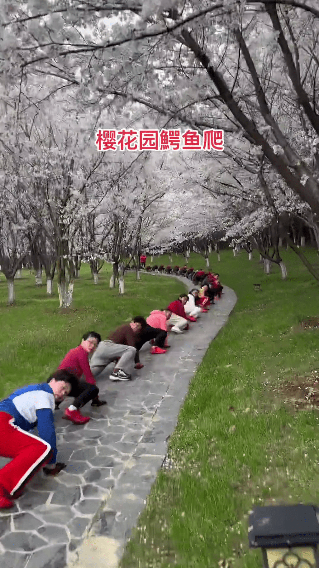 大媽大爺年輕人齊集櫻花樹下做「鱷魚爬」。 網片截圖