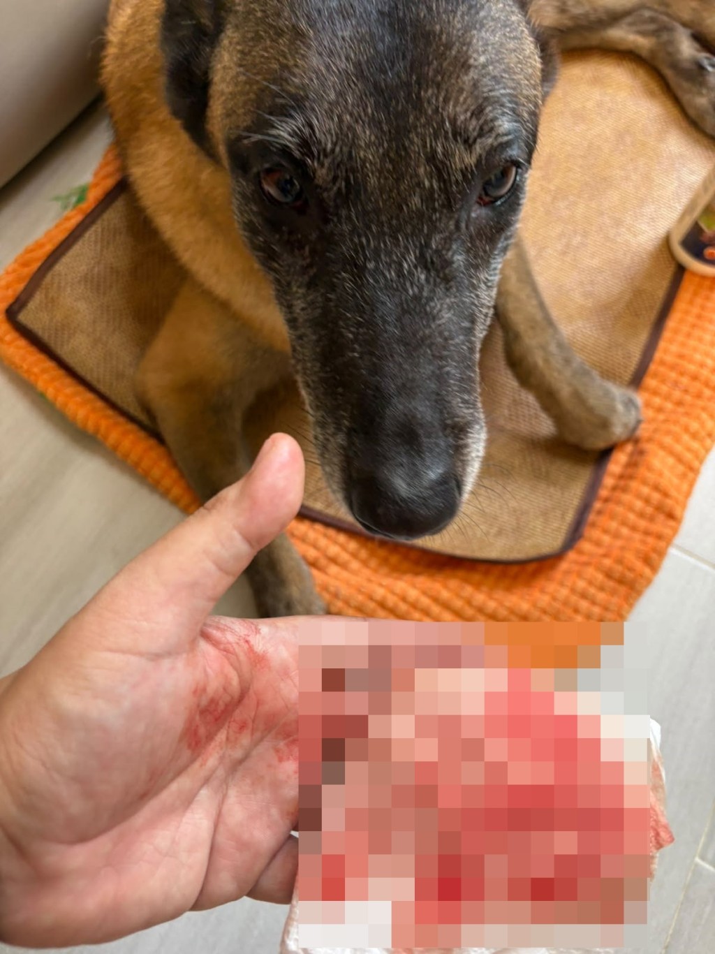 帖主展示其家人的狗隻被咬傷。網圖 帖主展示其家人的狗隻被咬傷。網圖
