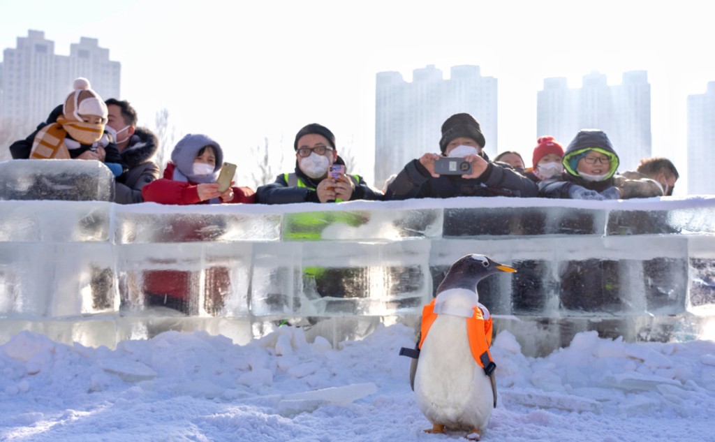 背书包的企鹅成亮点，它所到之处，均有专人为它「打卡」。微博图