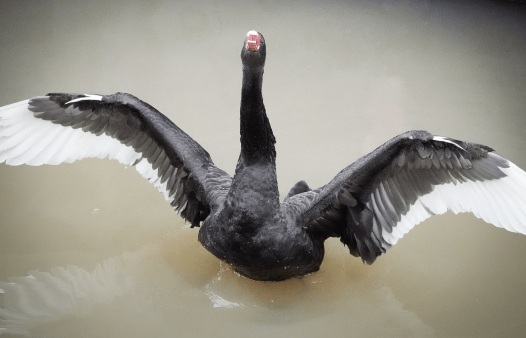 Reggie綽號「終結者」, 十分霸氣。​ Edit media  fb@Stratford-upon-Avon Forum  ​
