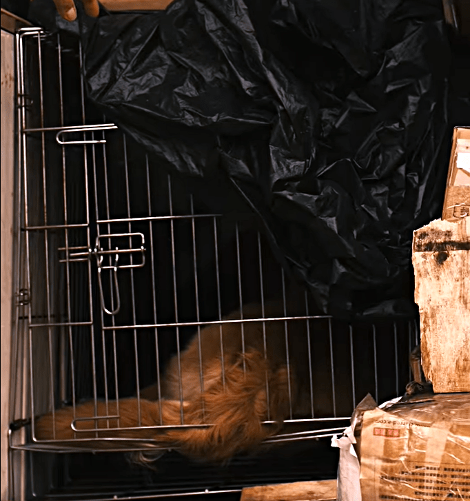 海關在截查貨車時發現Alpha。fb：香港海關