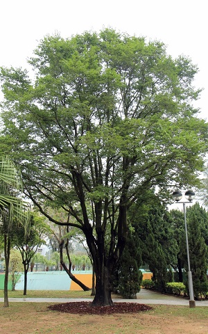 土沉香屬珍貴樹木,河套區工程範圍內的4棵土沉香將會進行移植。 圖為本土品種的土沉香。 政府新聞處圖片 土沉香屬珍貴樹木,河套區工程範圍內的4棵土沉香將會進行移植。 圖為本土品種的土沉香。 政府新聞處圖片