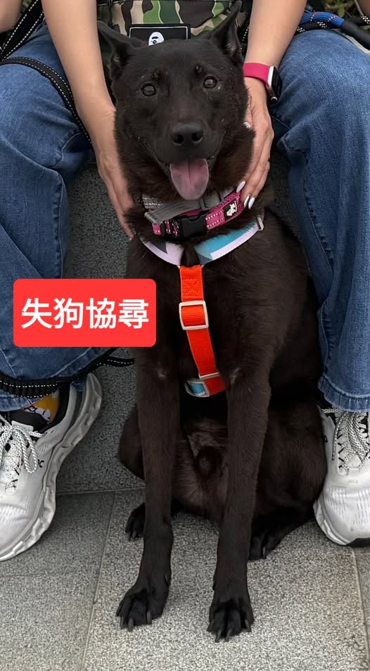 動物機構義工在網上發帖尋找走失的「啤啤」。網上圖片 動物機構義工在網上發帖尋找走失的「啤啤」。網上圖片