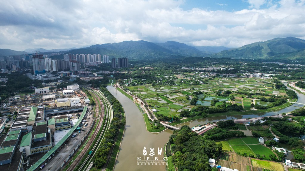 上水梧桐河疑發現水獺。嘉道理農場及植物園facebook圖片