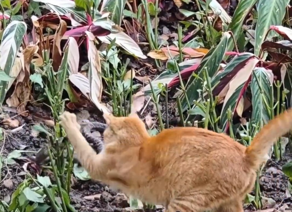 橘猫和眼镜蛇对峙（广东广播电视台）