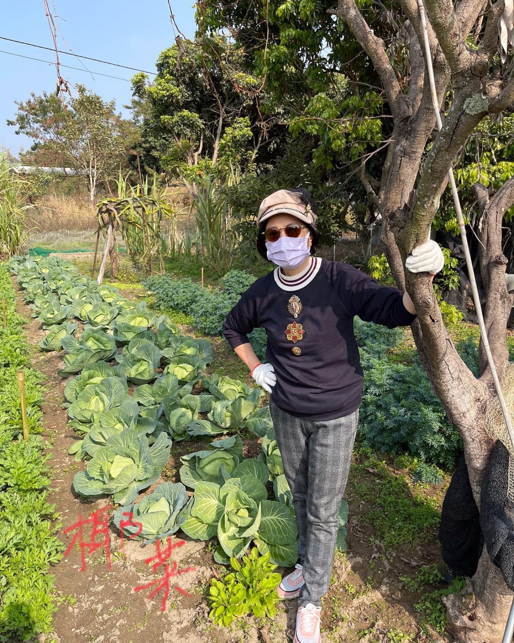 汪明荃親自挑選蘿蔔。