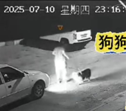寵物醫院將絕育手術失敗的「大富」用車撞死，引起公憤。抖音＠梧桐