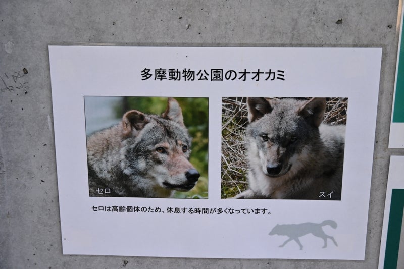 多摩动物公园饲养两只狼。 ameblo.jp/tatemeoyaji2011