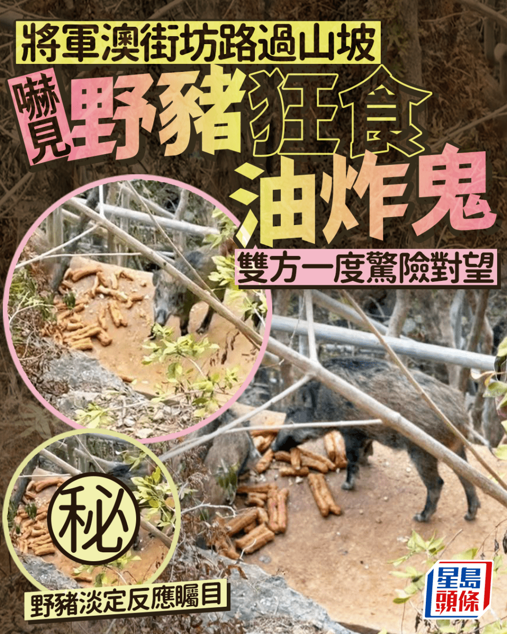 野豬狂食油炸鬼 將軍澳街坊路過山坡 雙方一度驚險對望 大膽野豬淡定反應矚目|Juicy叮 野豬狂食油炸鬼 將軍澳街坊路過山坡 雙方一度驚險對望 大膽野豬淡定反應矚目|Juicy叮