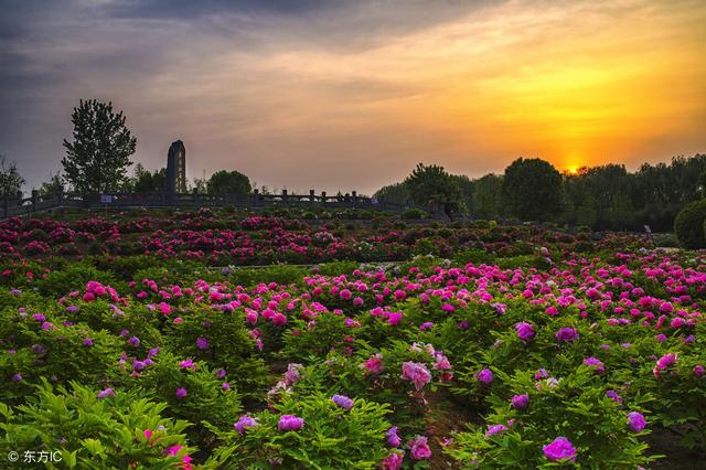 河南洛陽王城公園是經典的賞牡丹聖地（東方IC圖片）