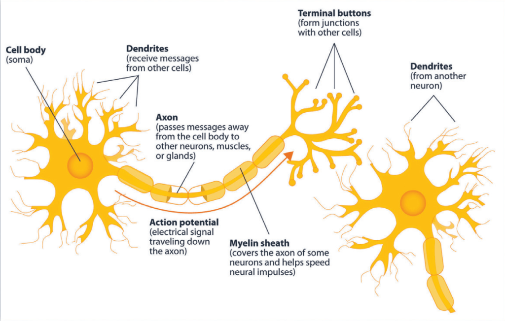 神经系统全都由神经元 （neuron）构成。