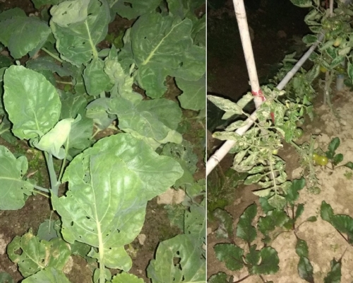 部分葉面鋪有薄霜。