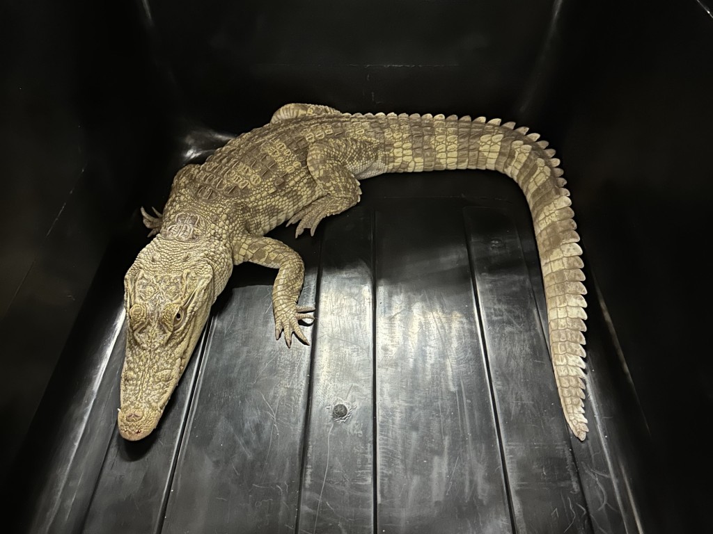 檢獲的鱷魚。