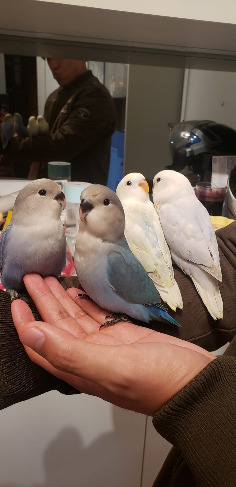 容小姐飼養5隻鸚鵡。容小姐提供 容小姐飼養5隻鸚鵡。容小姐提供
