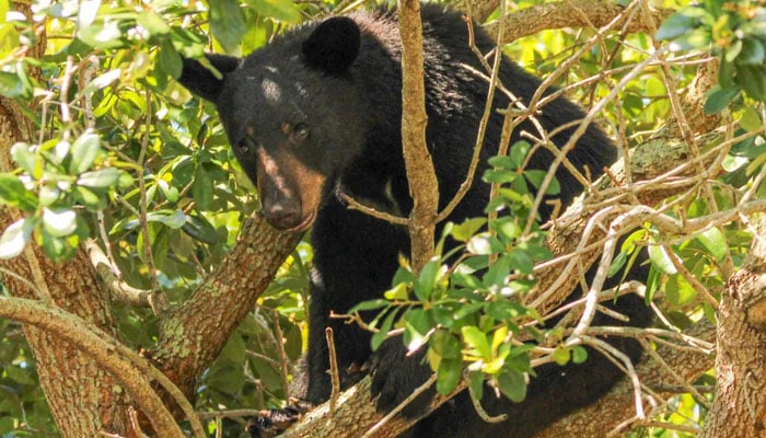一隻黑熊在神奇王國的一棵樹上出沒。網上圖片