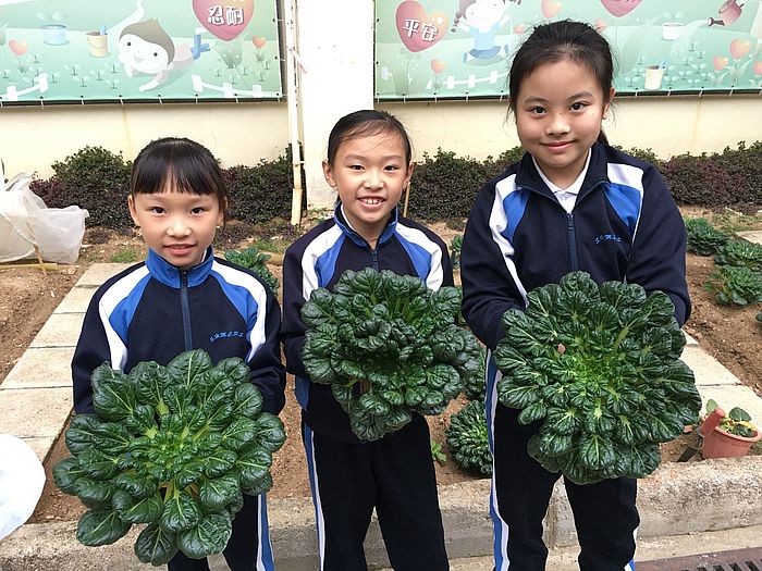 校園設有農圃供學生利用廚餘製成的有機肥料種植蔬菜。