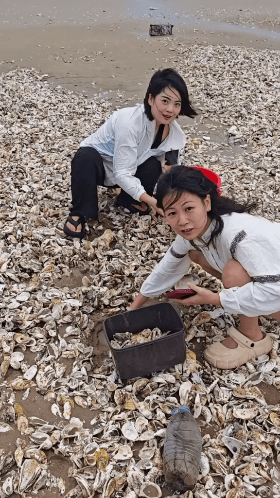颱風後，在福建漳州，退潮後海灘遍地生蠔，市民撿到手軟。