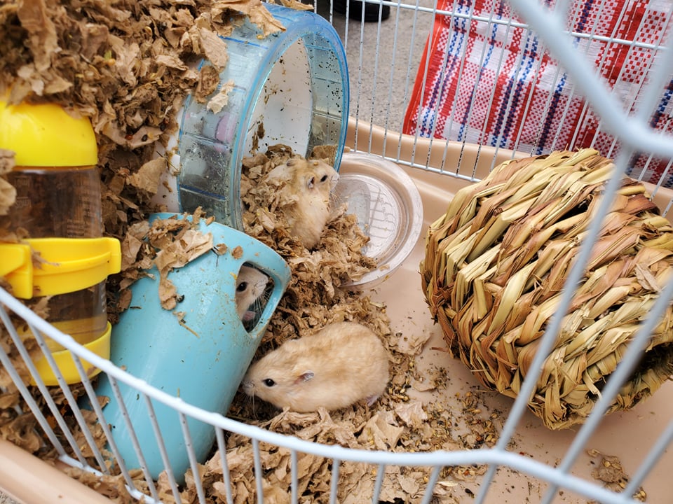 仓鼠笼的环境非常恶劣。香港动物报图片