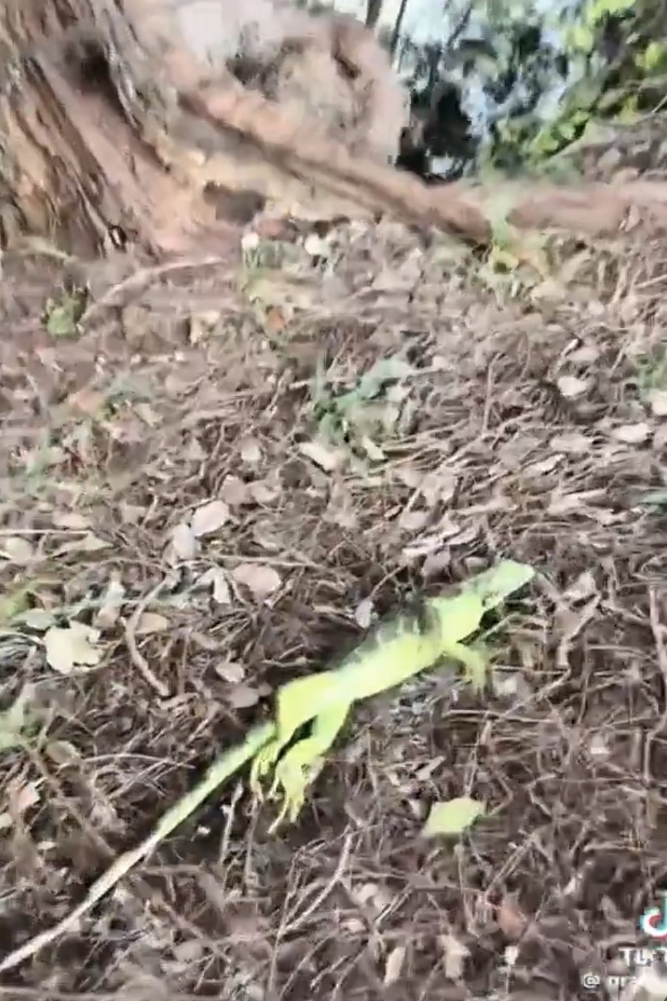 佛州绿鬣蜥冻僵跌落地。  TikTok@gray.davis