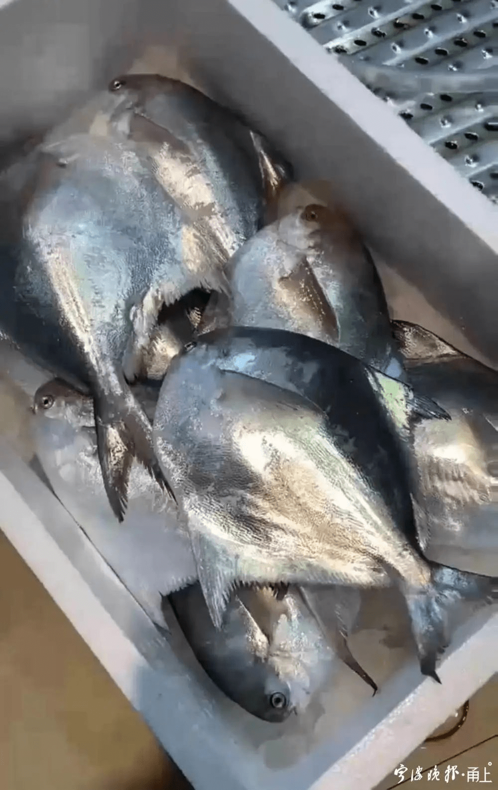 春節臨近，䱽魚被炒至2000元1公斤，炙手可熱。