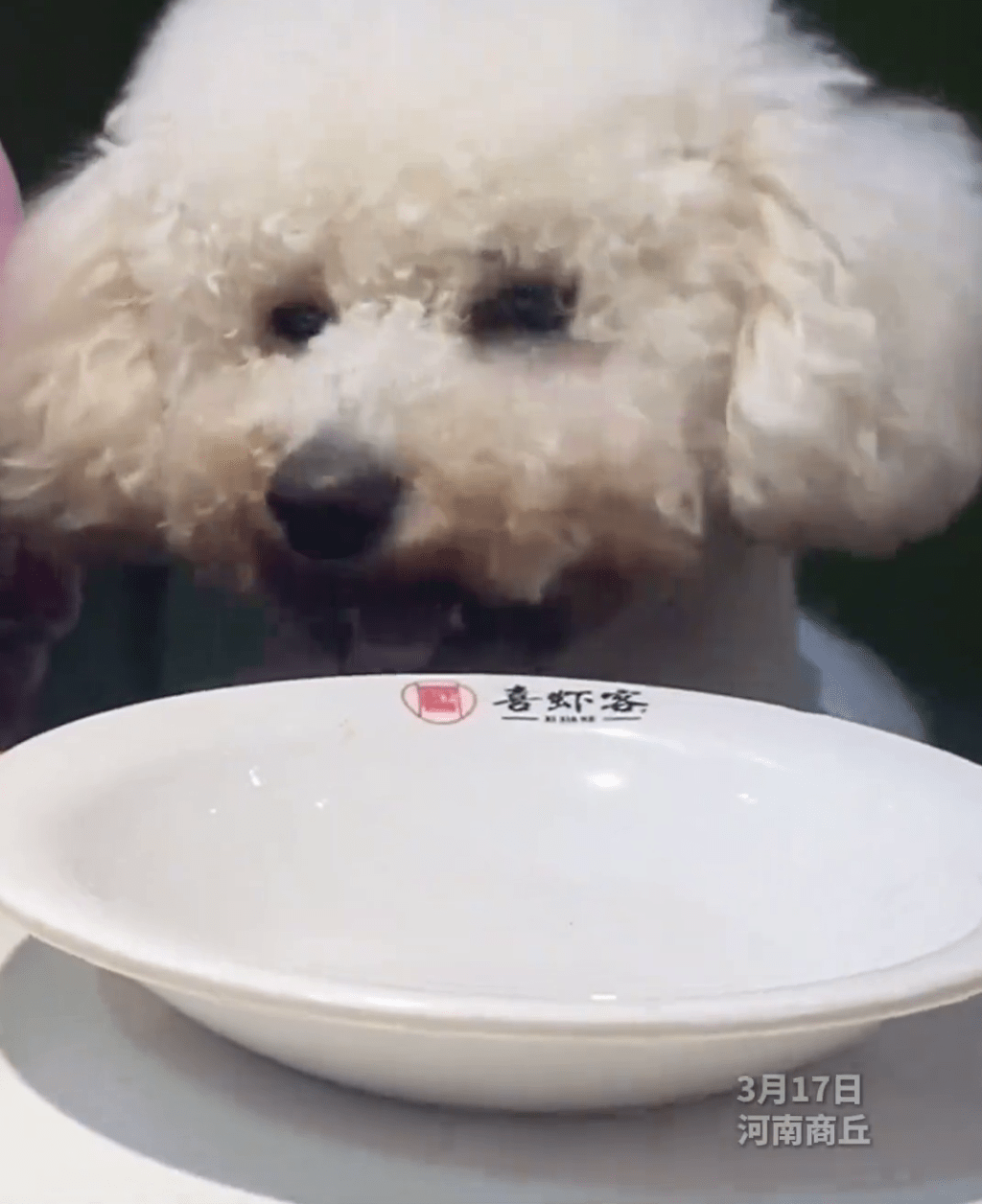 食客携犬同台拍片，上传网络，餐具泄露餐厅名字，引发风波。