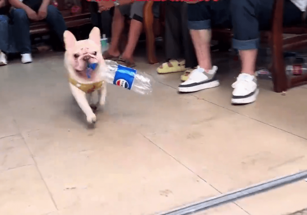 廣州寵物犬每日穿梭各處,熟練地收集空膠樽。 廣州寵物犬每日穿梭各處,熟練地收集空膠樽。