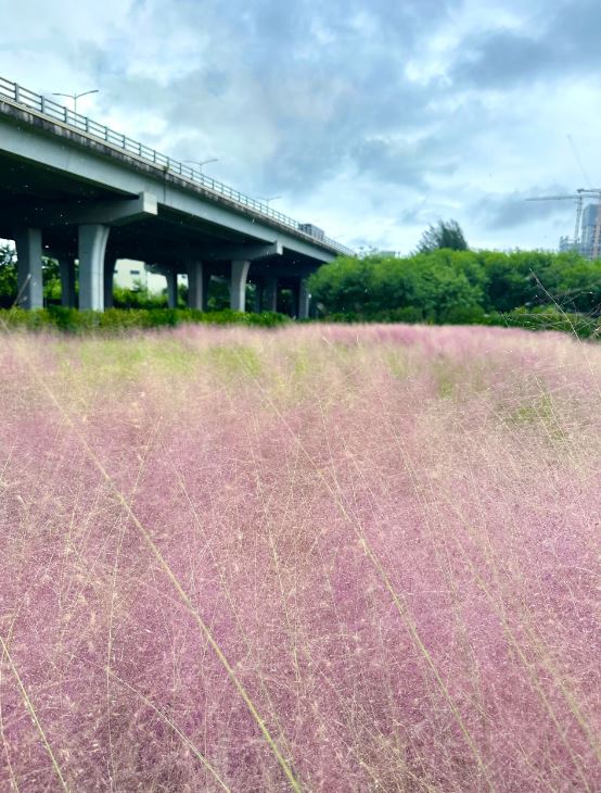 紅山公園