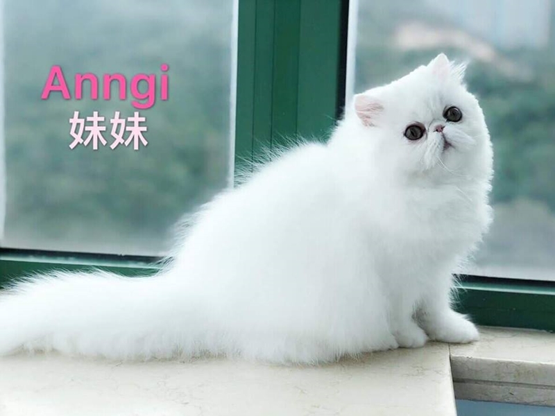 被偷的波斯貓。