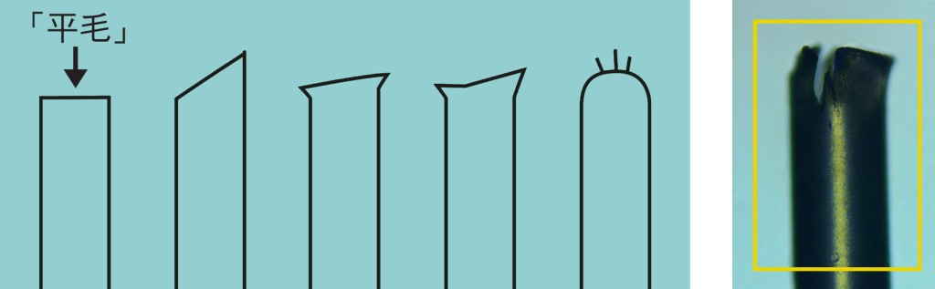 磨毛為刷毛頂端經處理後，去除鋭角、尖刺的單絲。不符合標準規定的磨毛樣本的顯微鏡影像（右）。消委會圖片
