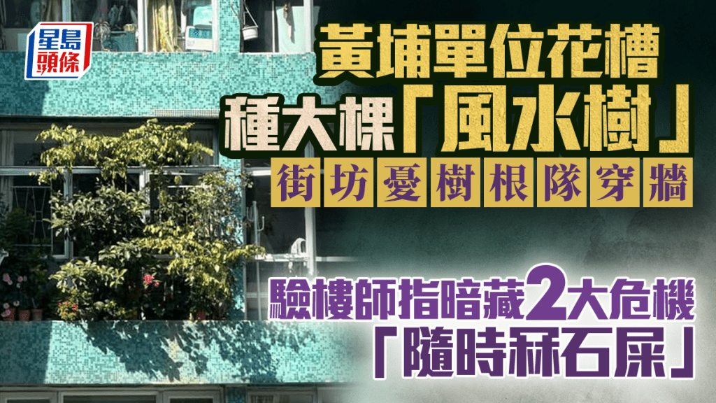 黃埔單位花槽種大棵「風水樹」街坊憂樹根隊穿牆 驗樓師指藏兩大危機「隨時冧石屎」