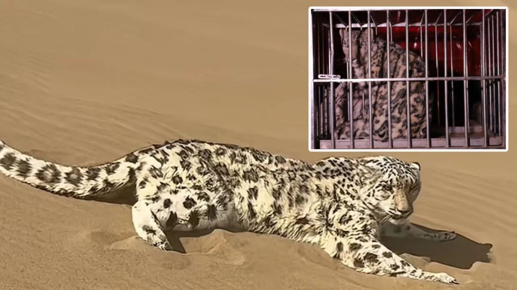 新疆沙漠日前罕見現雪豹。微博@新華社