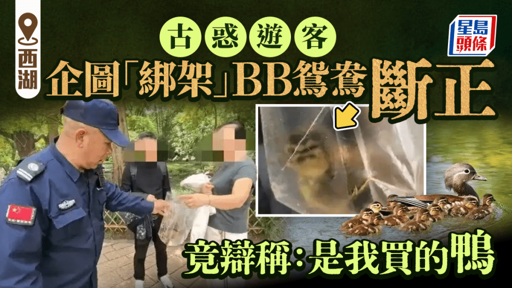 五一假期︱西湖「綁架」BB鴛鴦  古惑遊客斷正辯稱：是我買的鴨