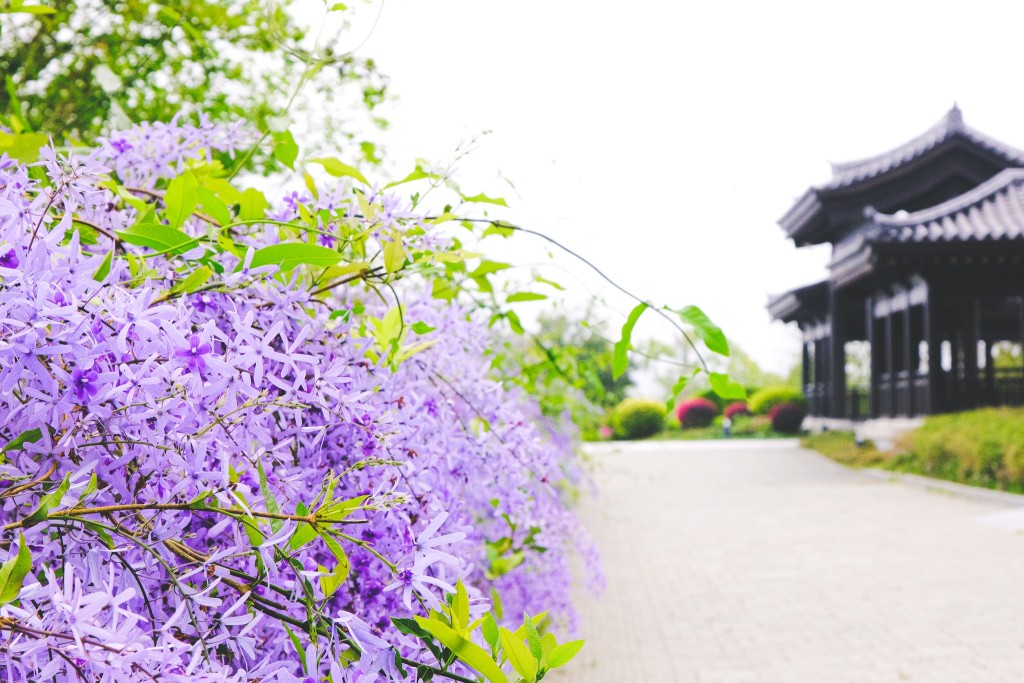 一串串深紫色花朵垂下生長。圖片來源：慈山寺以往圖片）