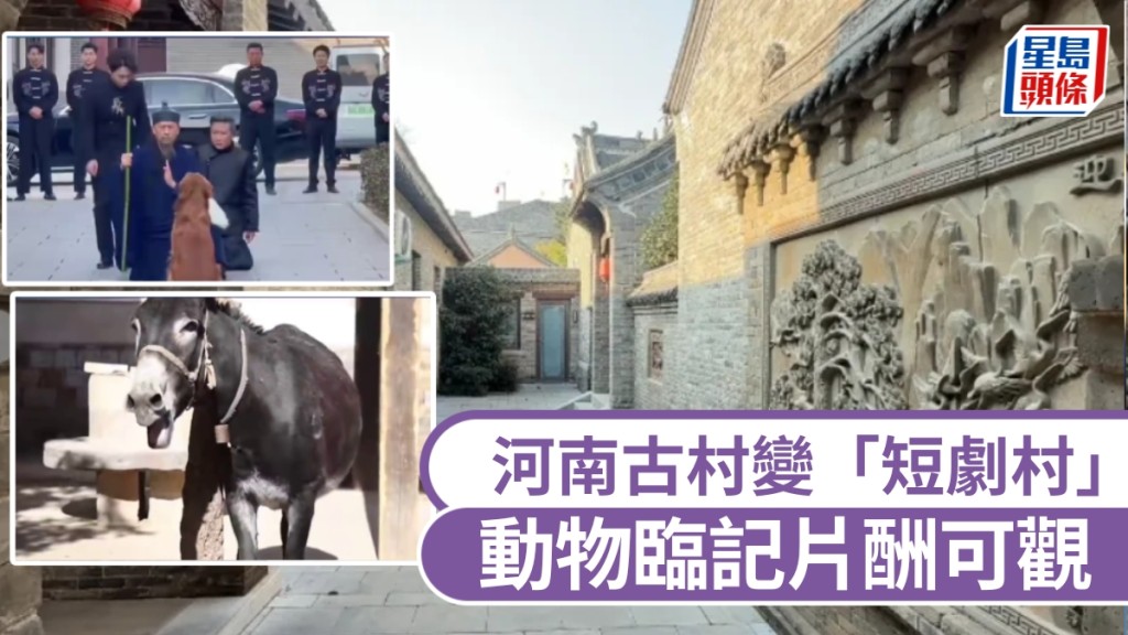 河南古村變「短劇村」，動物臨記片酬可觀，狗¥600驢¥500。