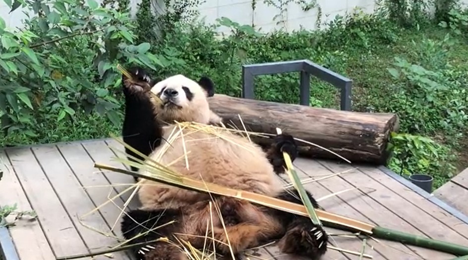 大熊貓林陽躺在地上咬竹子。網圖