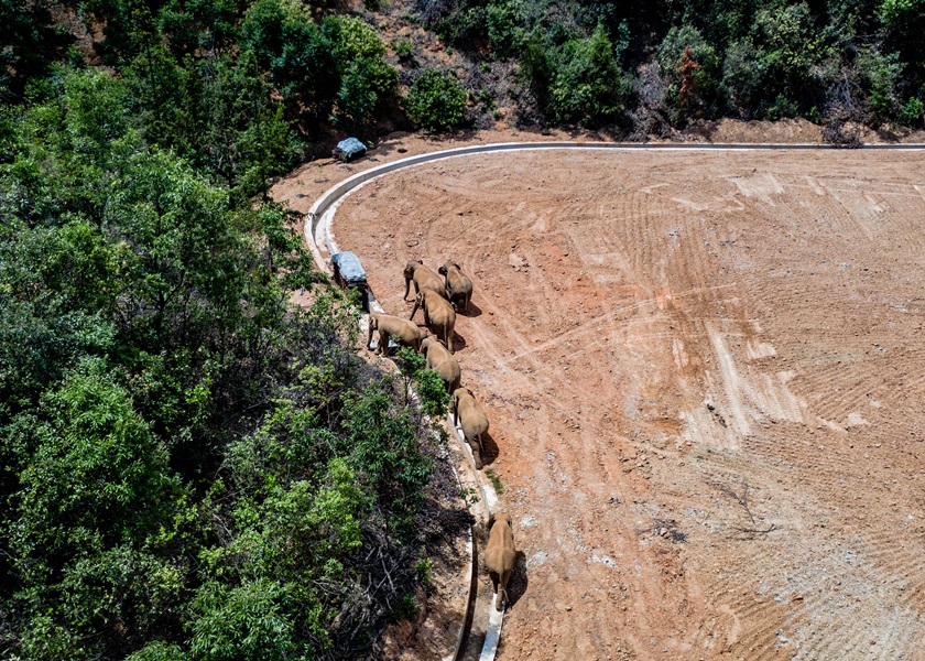 象群距離昆明城區不足一百公里。新華社