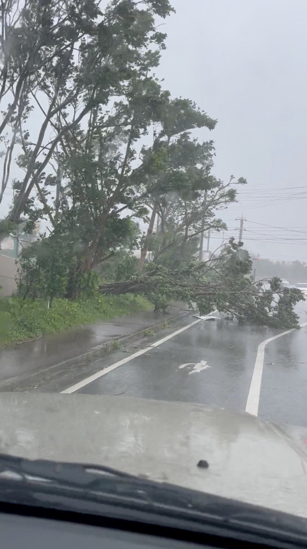 沖繩名護市路面有冧樹。 路透社