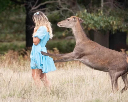 女子被鹿从后扑上。网图