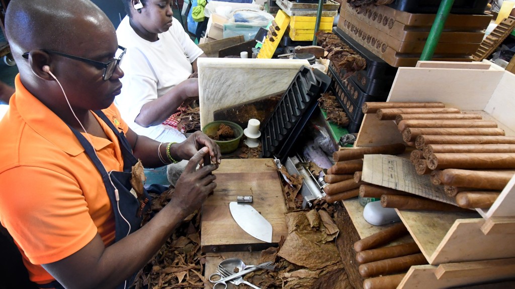 工人在古巴首都哈瓦那的拉科羅納雪茄廠內製作雪茄。新華社
