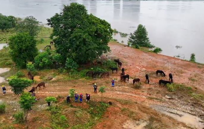 湖南長沙37匹價值百萬的馬匹，在救援員協助下，游過湘江到安全地方。