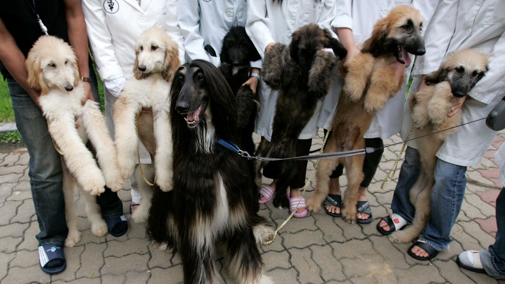 全球首只复制狗史纳比（Snuppy）与透过人工受孕生下的孩子合影。 路透社