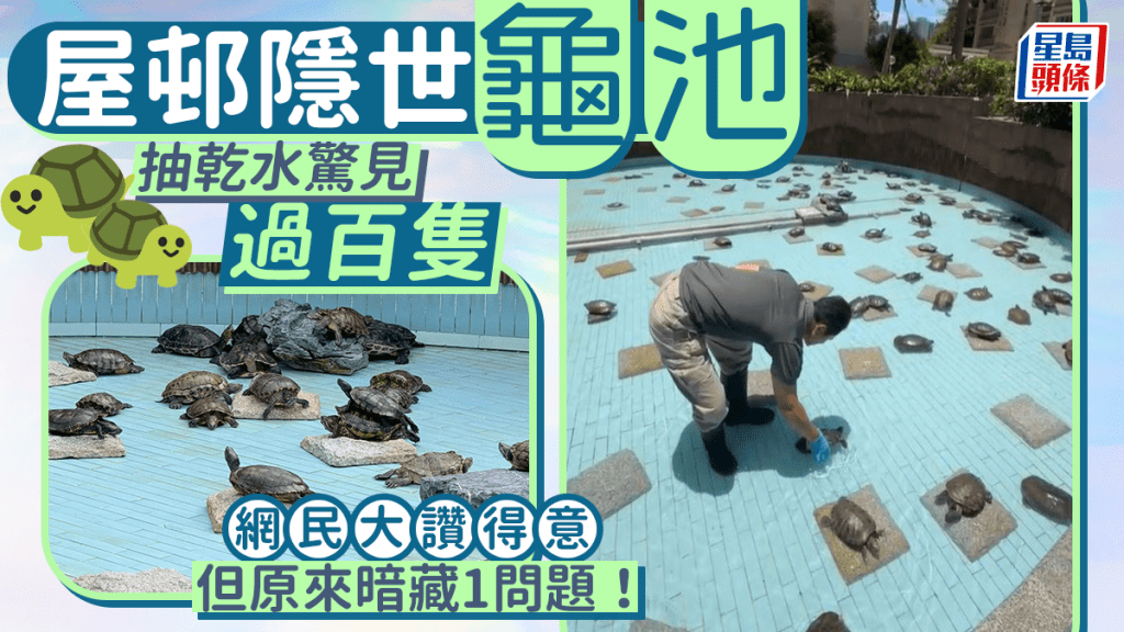 將軍澳屋邨隱世龜池！抽乾水驚見過百隻 網民大讚「得意」但暗藏1問題？