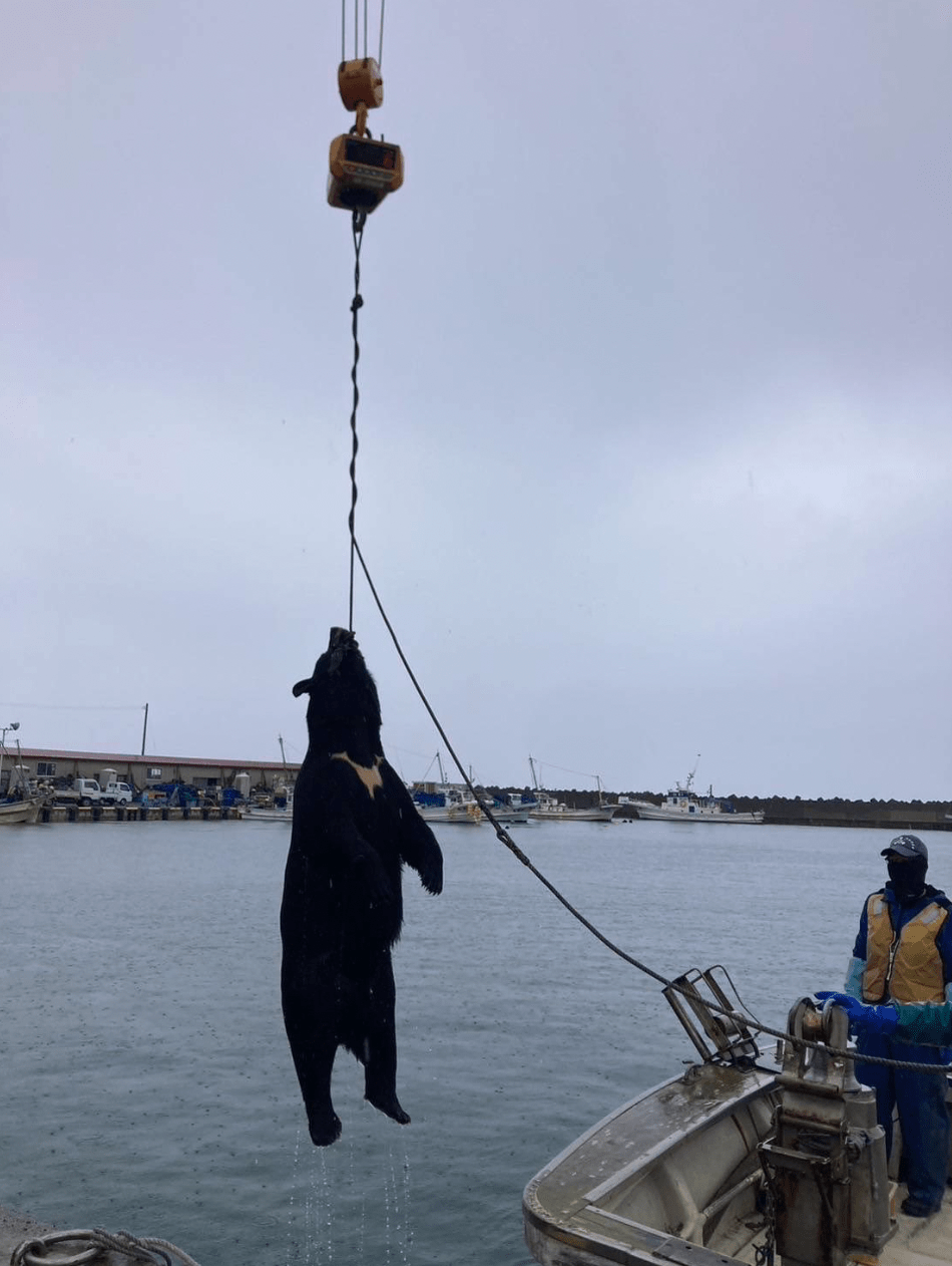 青森縣驚見黑熊游泳渡岸,獵人成功將其槍殺。X@mokomoko816036 青森縣驚見黑熊游泳渡岸,獵人成功將其槍殺。X@mokomoko816036