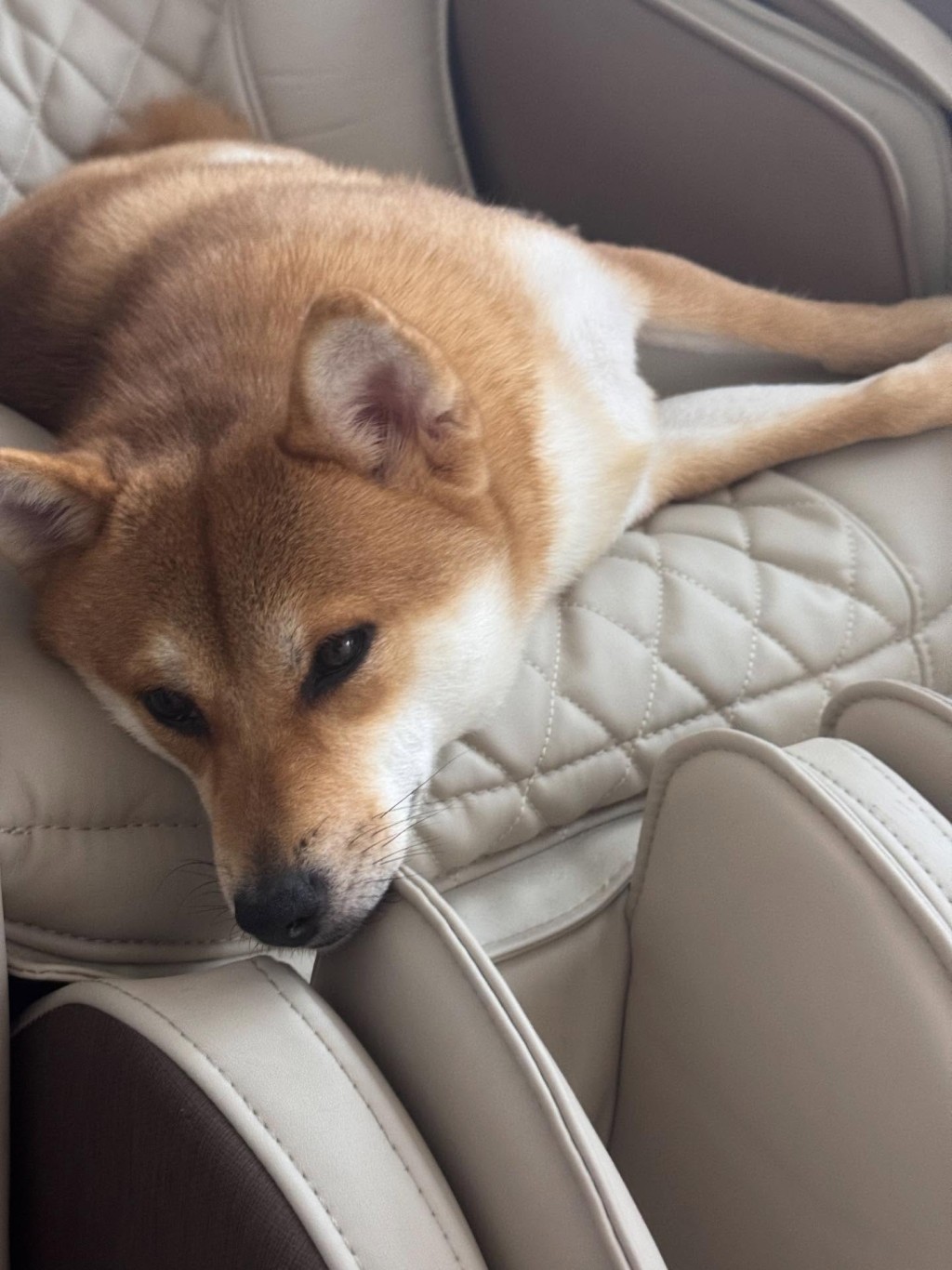 有網民上載相片，分享被愛犬 咬爛100元紙幣的類似經歷。Threads截圖