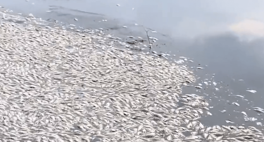 海南上万鱼一夜离奇惨死。