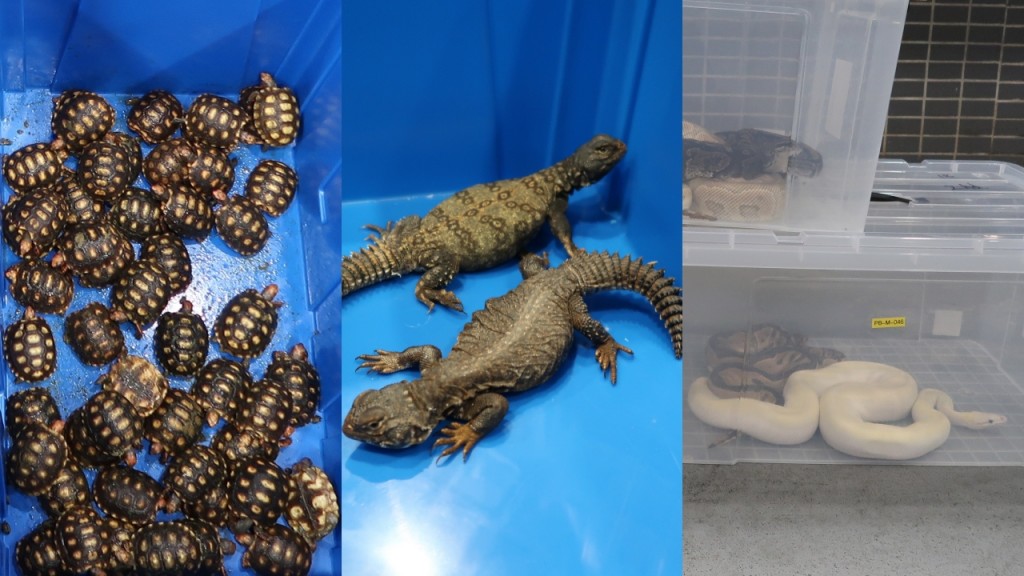深圳湾海关拘走私动物北上司机 检逾400只濒危龟蜥蛇