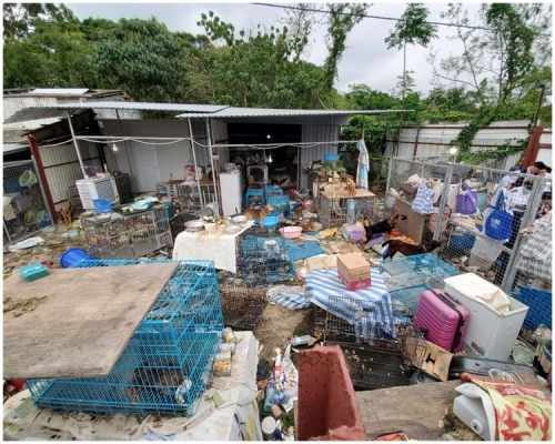 狗場環境惡劣。