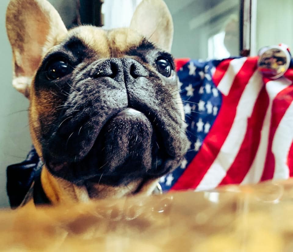 Mayor Wilbur of Rabbit Hash KY fb圖