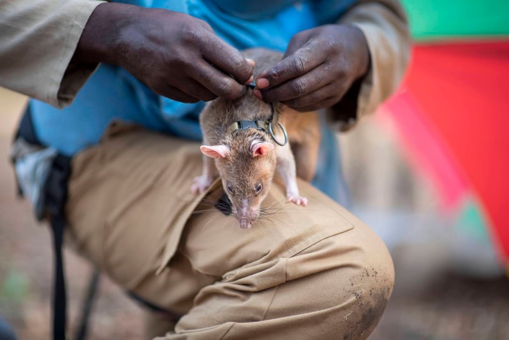 經訓練的非洲巨鼠能快速找出地雷。X@herorats
